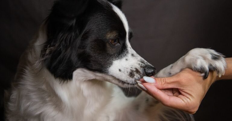 Dog waiting for a treat at home