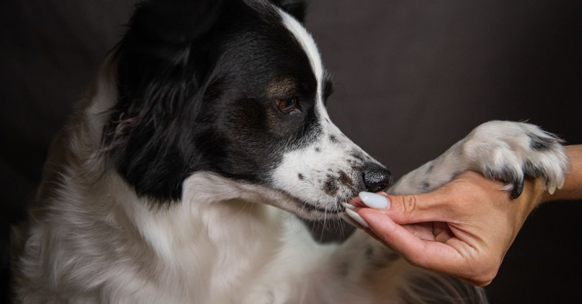 Dog waiting for a treat at home