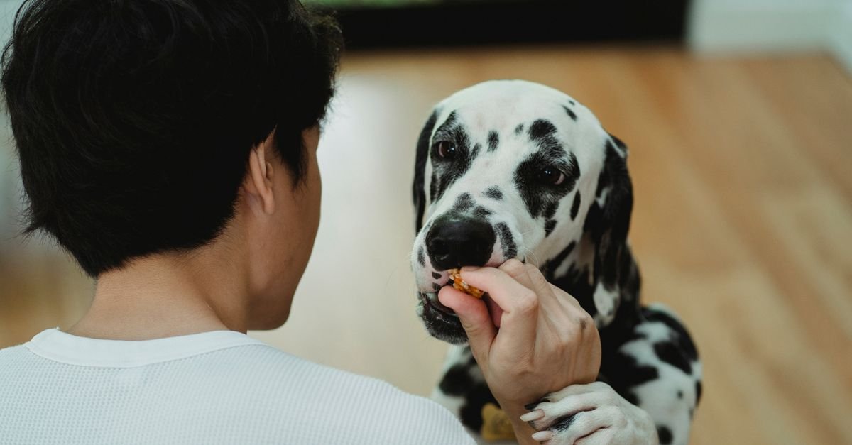 Pet receiving a treat indoors