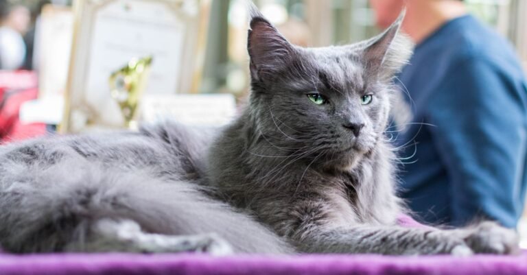 Large cat relaxing at home