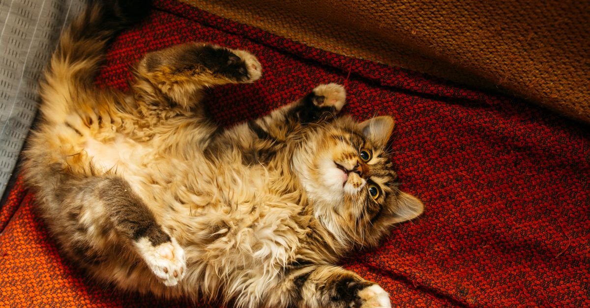 Large cat indoors