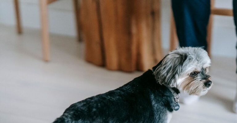 Pet relaxing at home in a living room