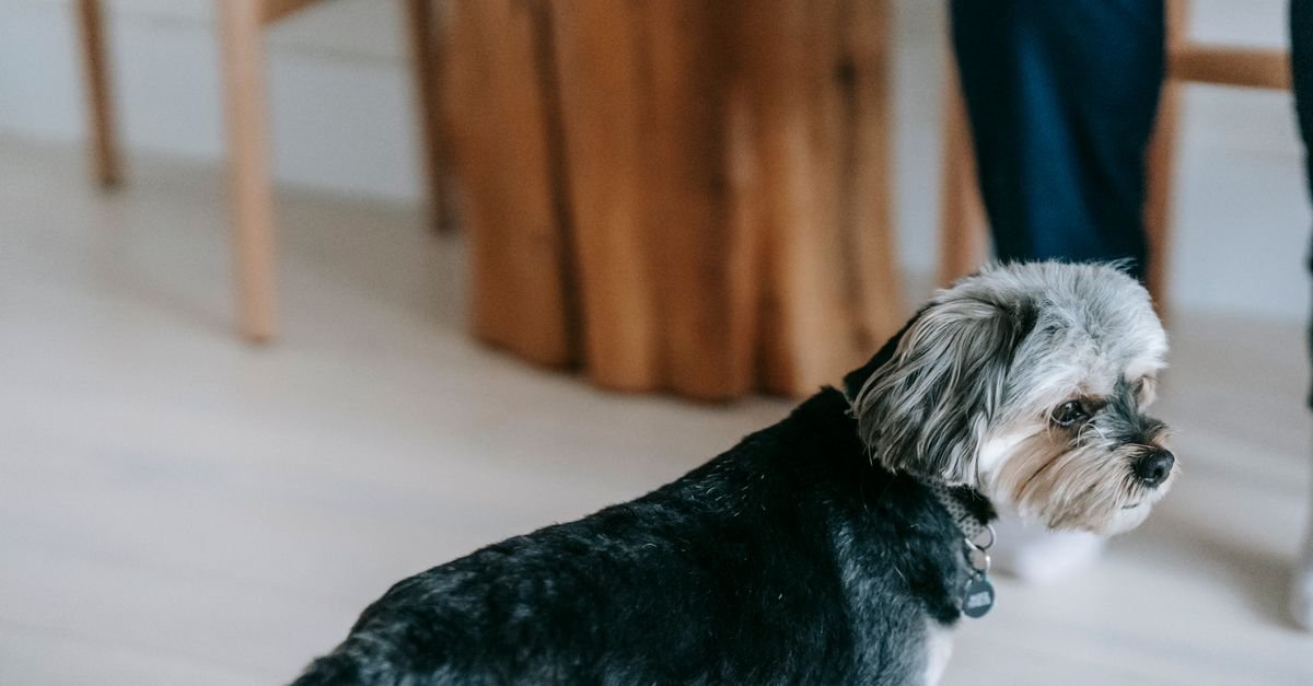 Pet relaxing at home in a living room