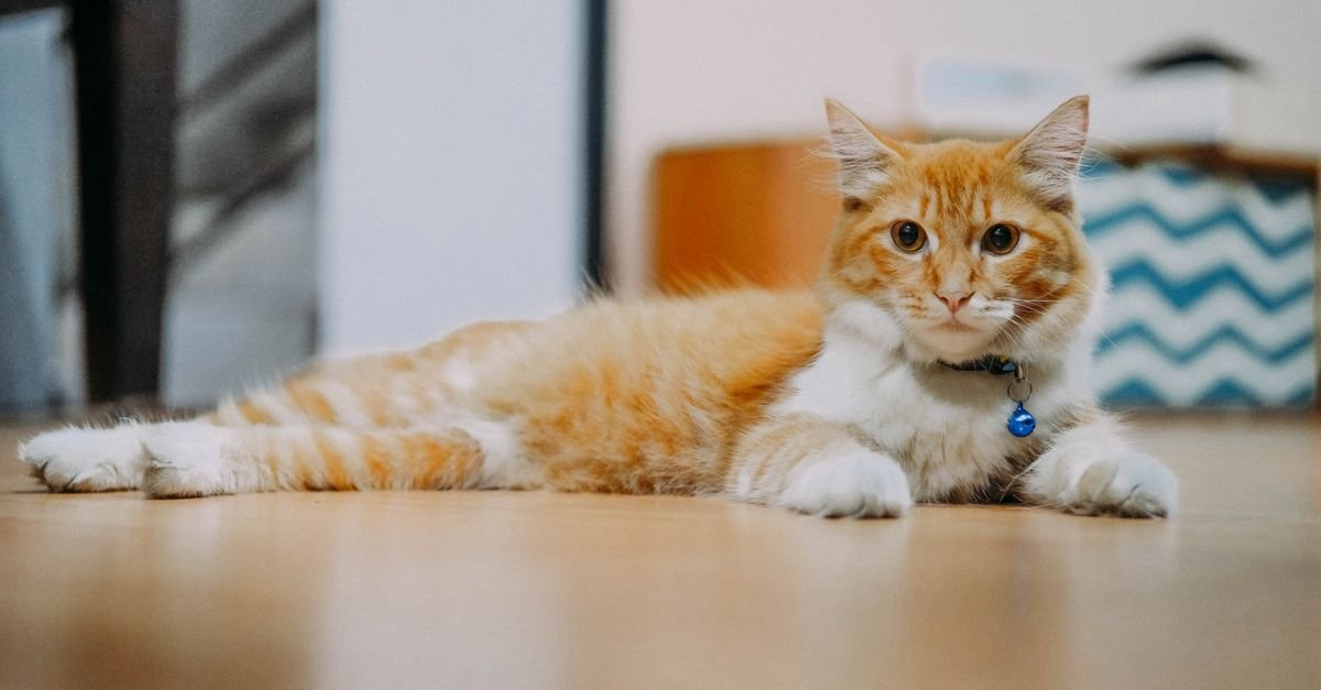 Pet at home indoors