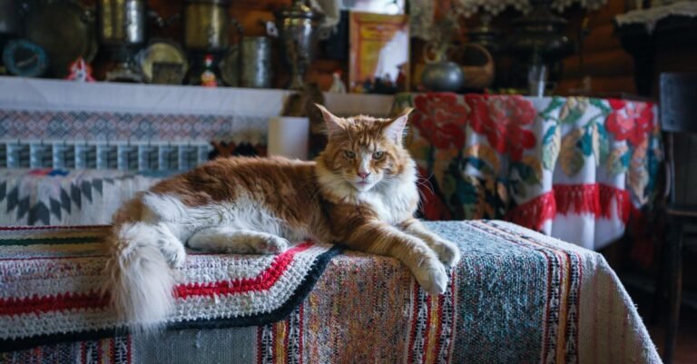 A fluffy Maine Coon cat lounging on a colorful woven mat in a vintage-style home setting.