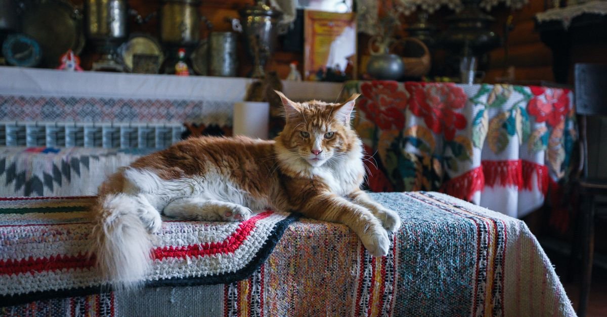 A fluffy Maine Coon cat lounging on a colorful woven mat in a vintage-style home setting.