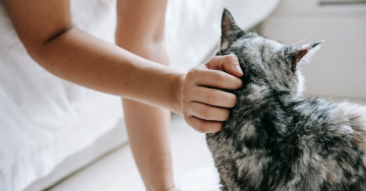 Unrecognizable owner petting cute cat with gray fur while lying on bed in light room with blurred background at home
