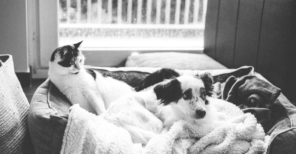 Pet at home indoors