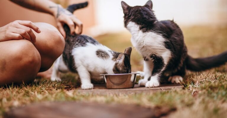 Cat drinking water at home