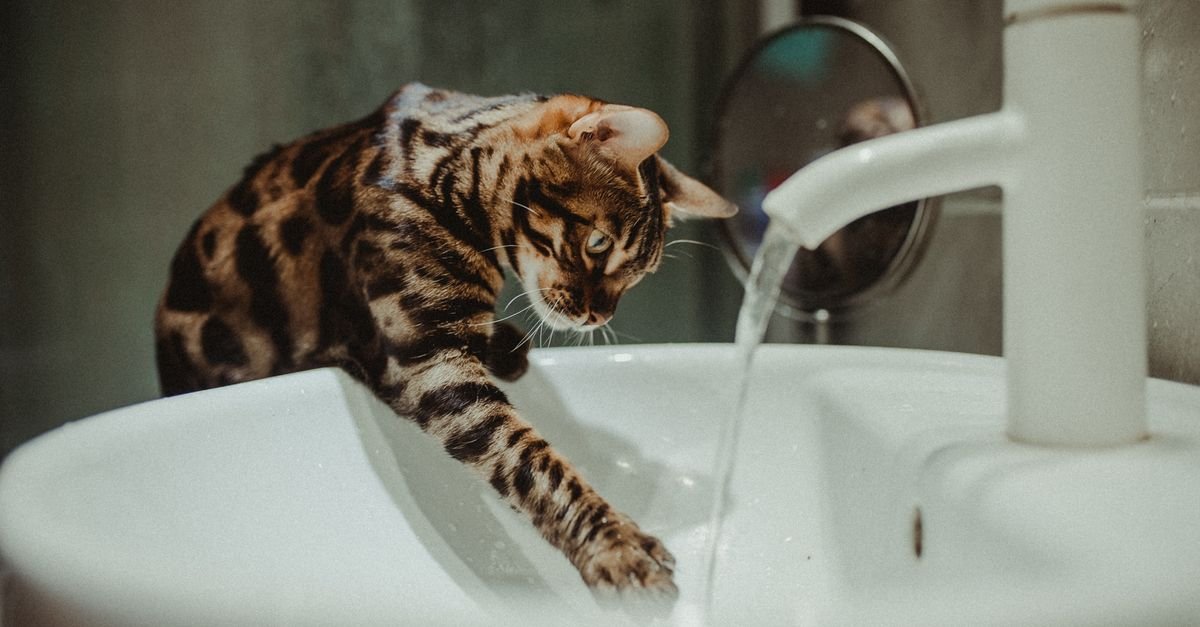 Cat near a water bowl in a home