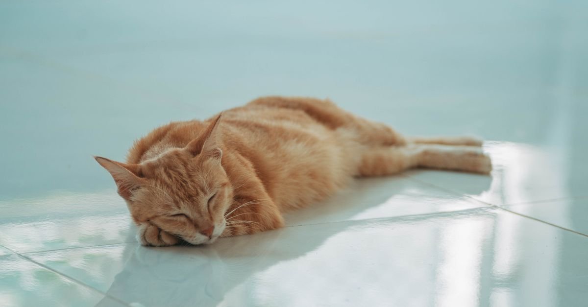 Pet on the floor in a home interior