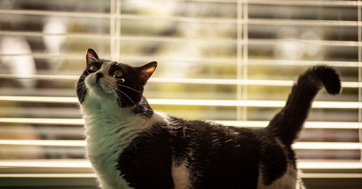 Pet at home indoors