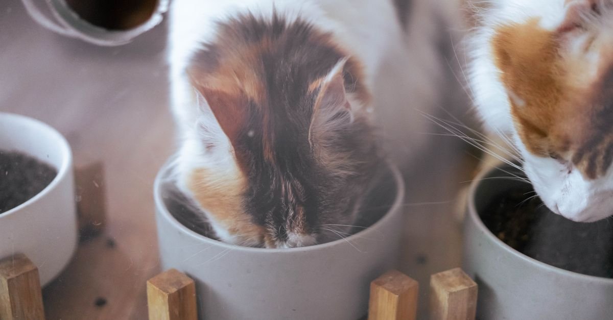 Two cats sharing indoor space at home