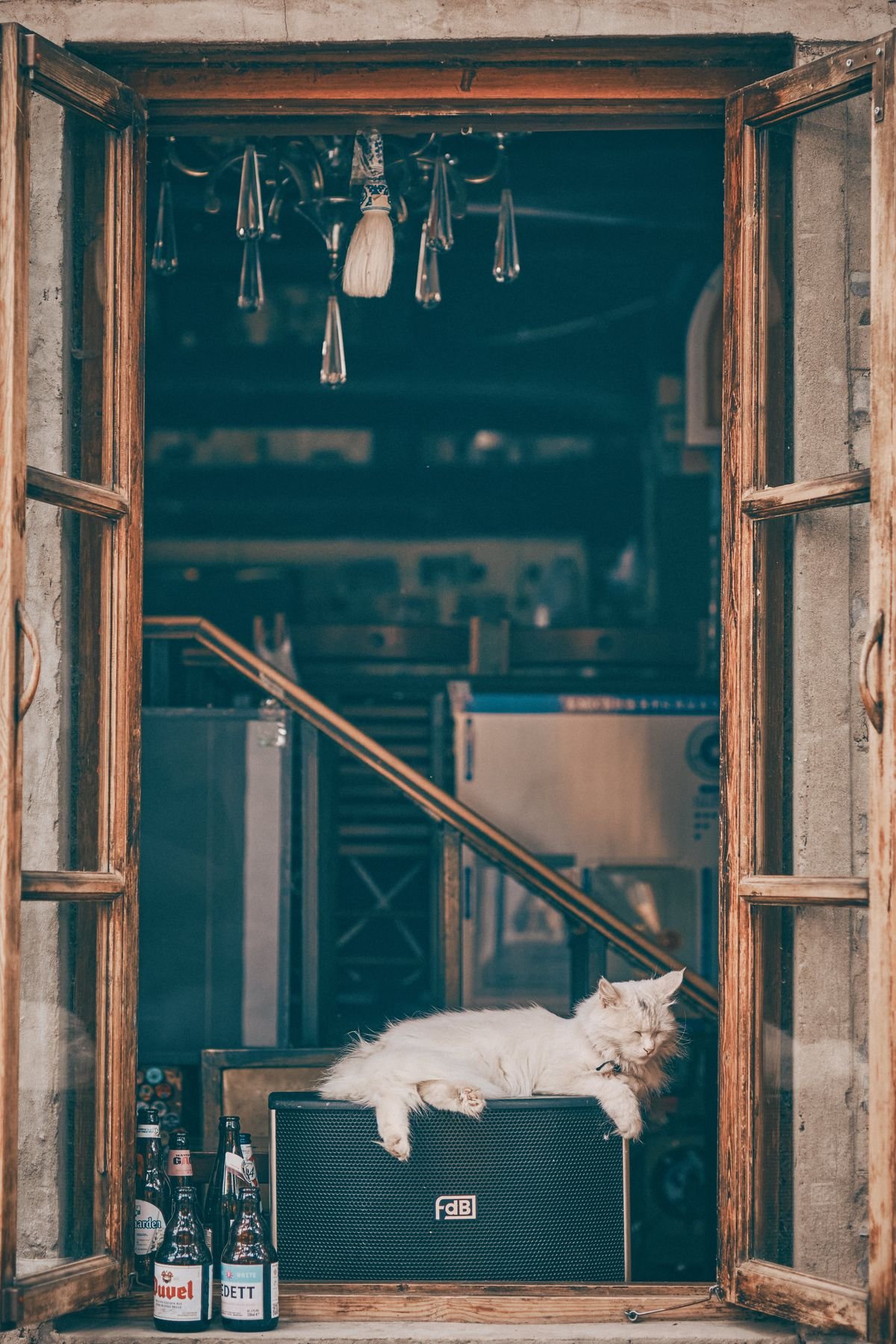 White cat resting beside a bright home window
