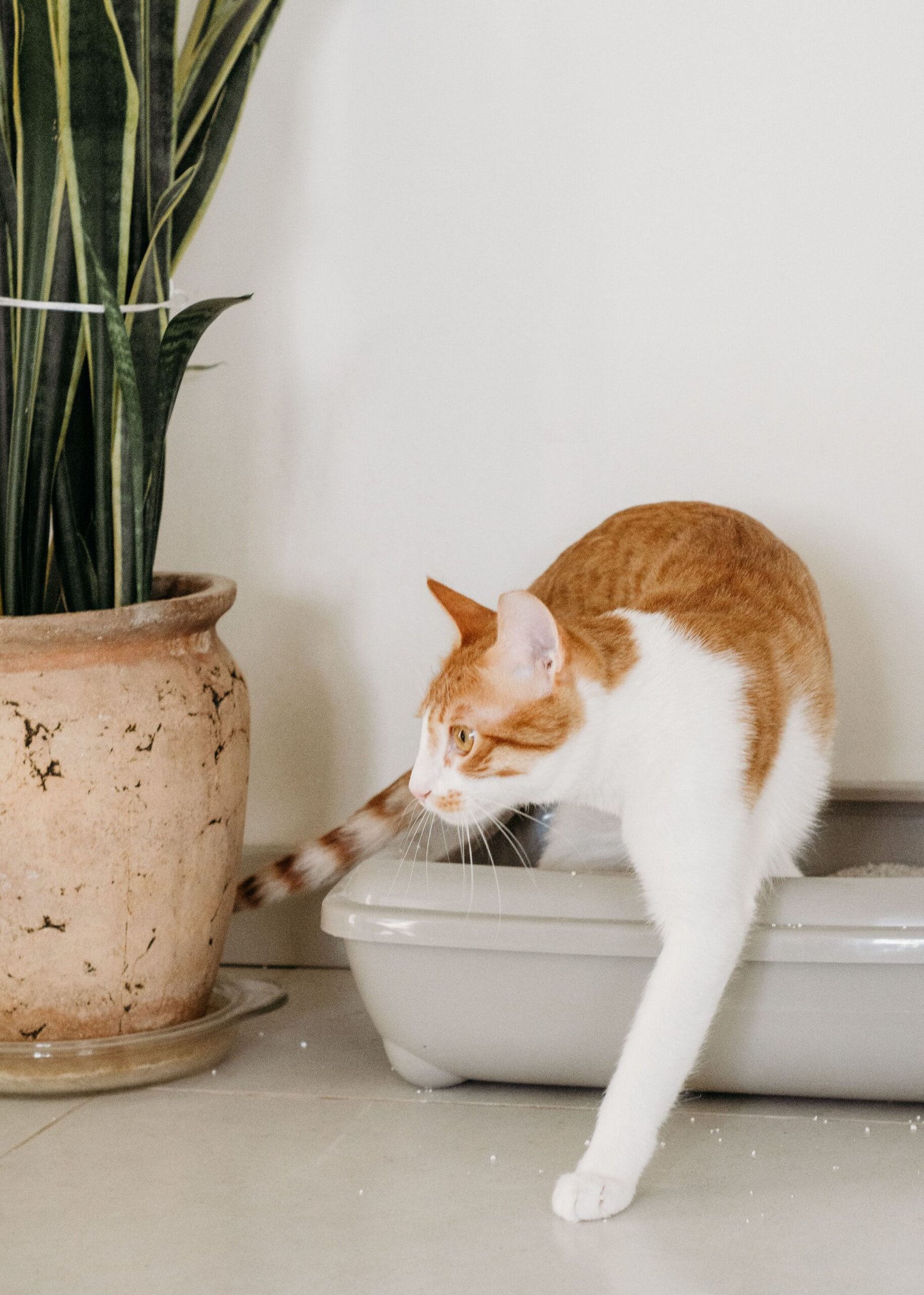 Orange and white cat stepping out of a litter tray indoors