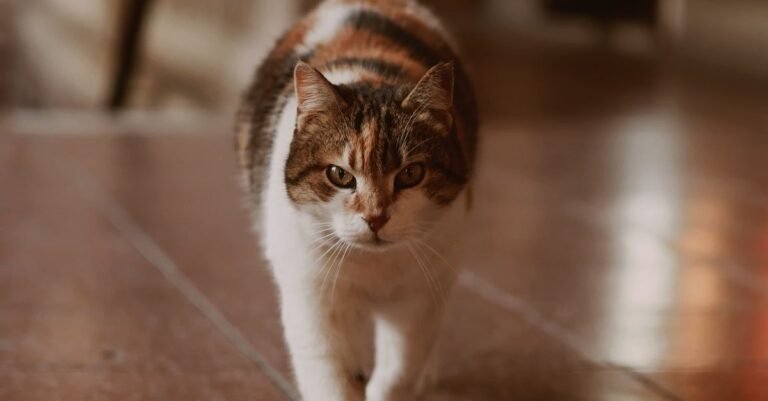 Calico cat walking across a tiled floor indoors