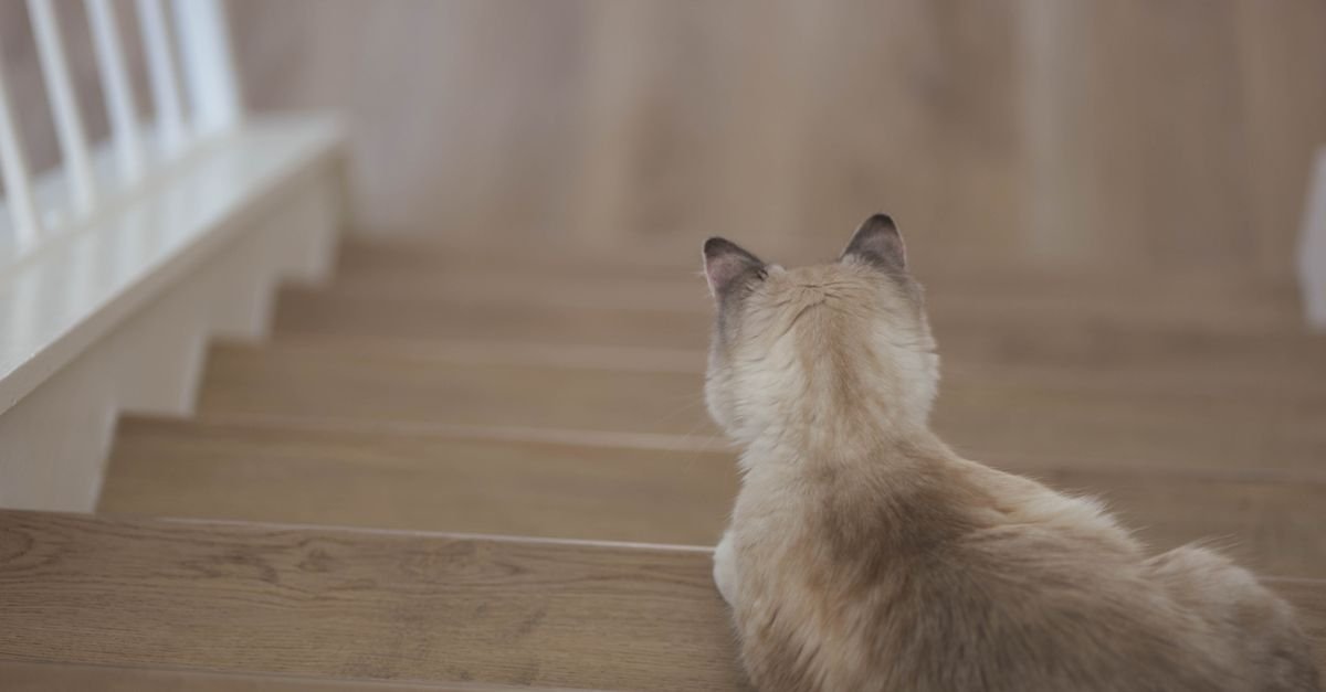 Brown cat resting on indoor wooden stairs