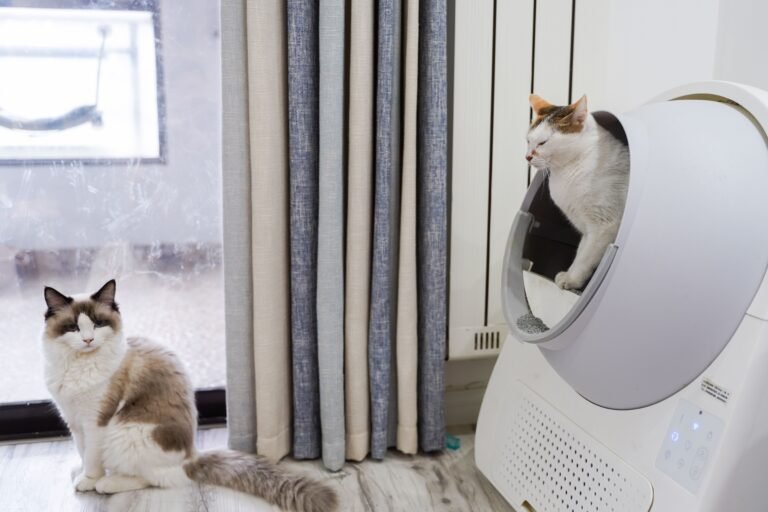 Two cats beside an automatic litter box in a living room
