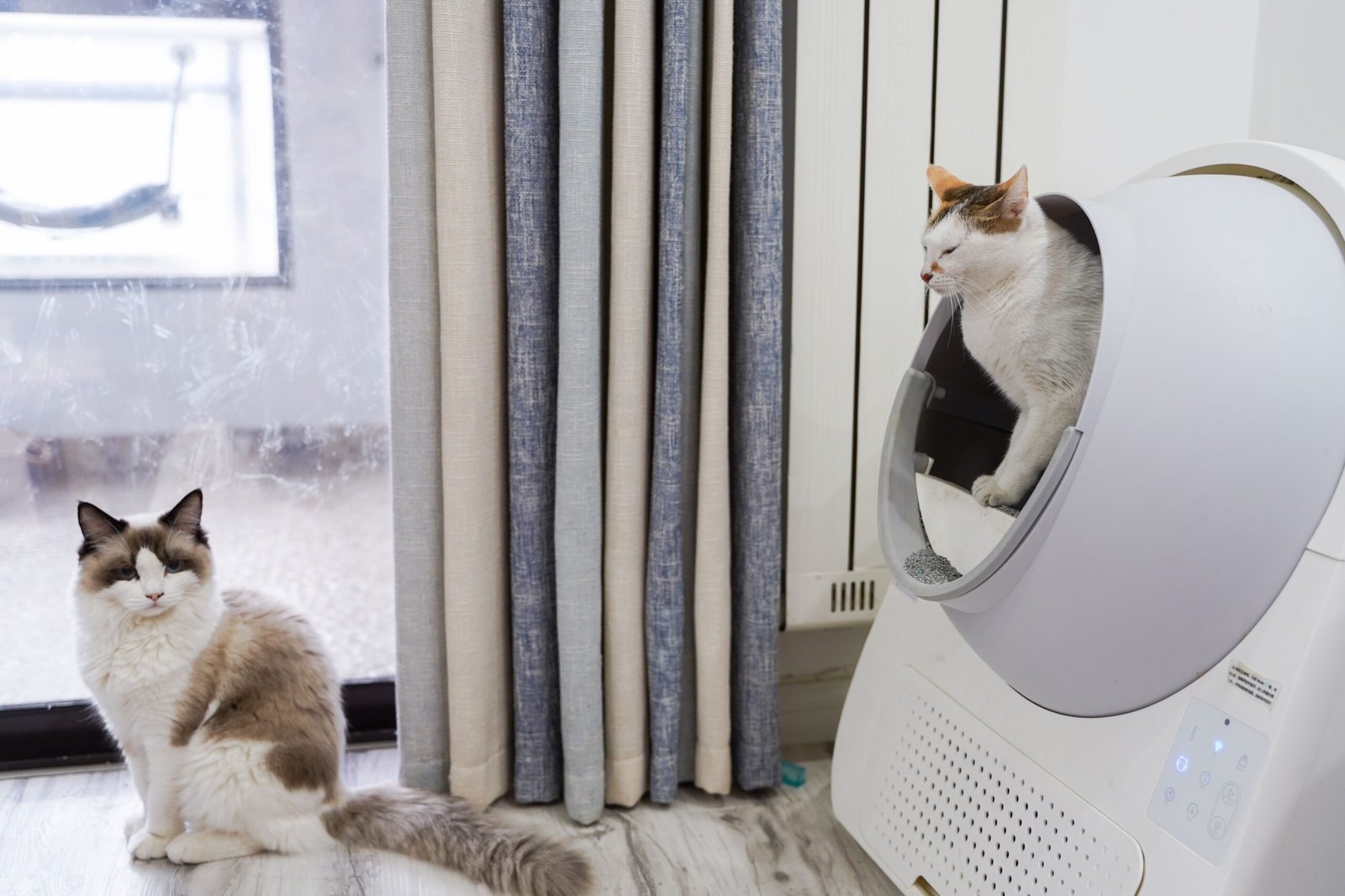 Two cats beside an automatic litter box in a living room
