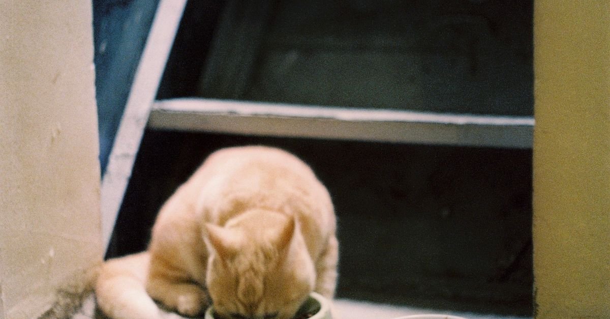 Orange tabby cat eating from a food bowl indoors