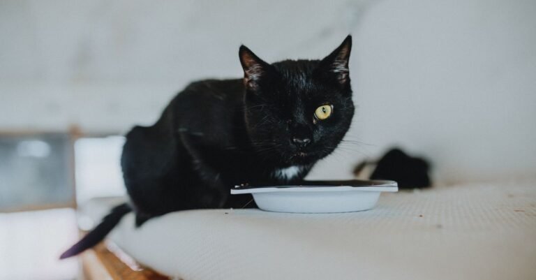 Cat eating wet food at home