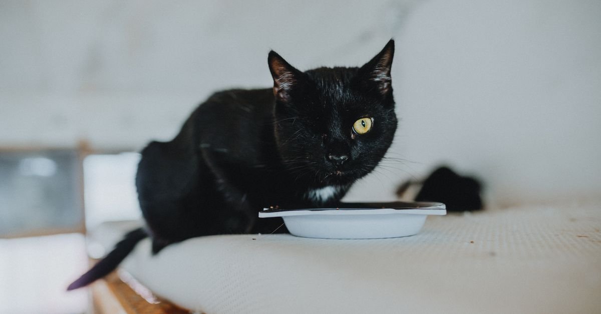 Cat eating wet food at home