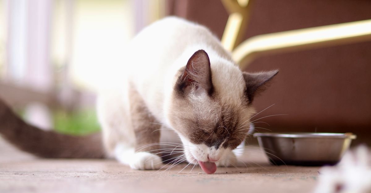 Cat food bowl in a home kitchen
