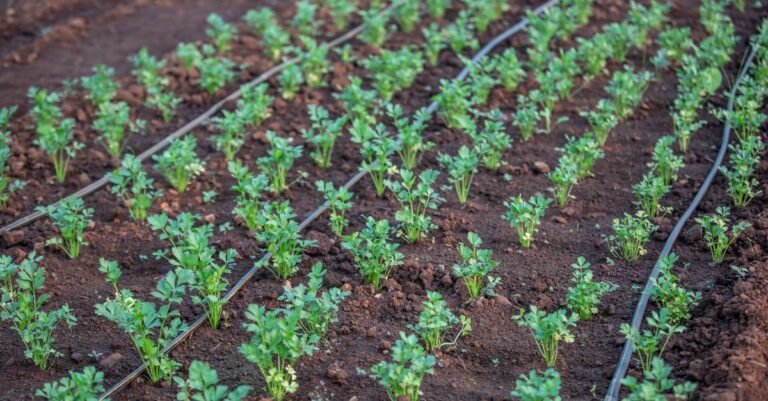 Young vegetable plants growing in rows beside drip irrigation lines