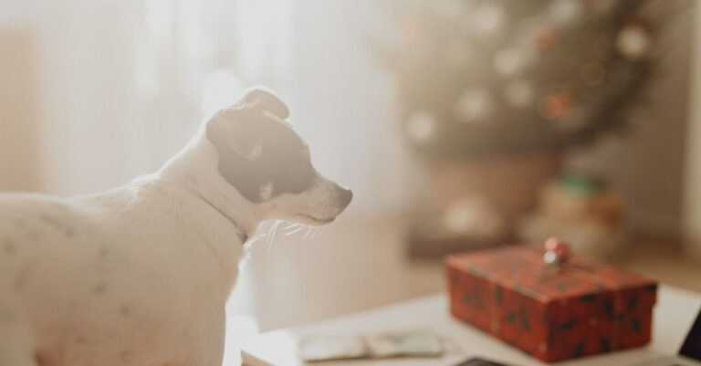Dog relaxing in a living room in the evening