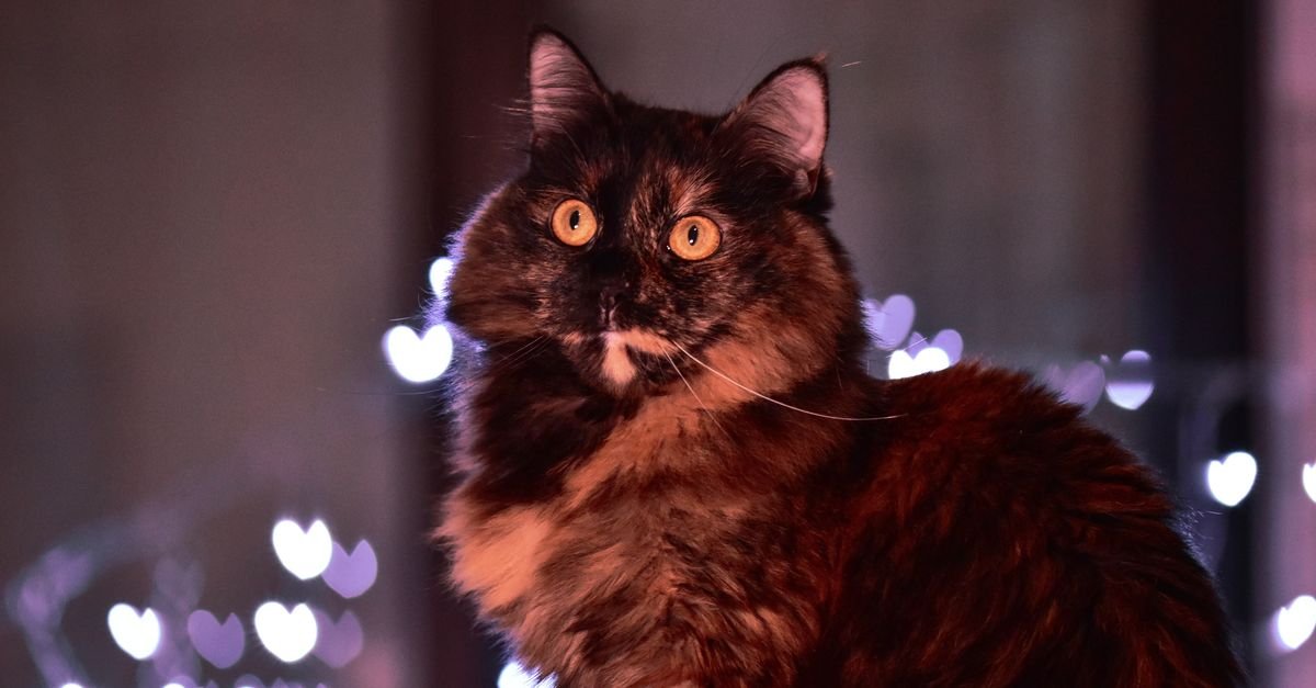 Cat resting indoors in low light