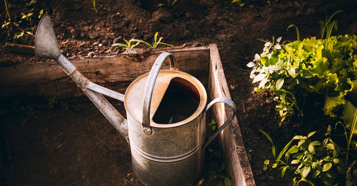 Raised garden bed with lettuce and a watering can beside the plants